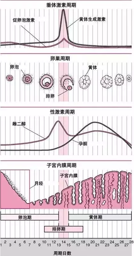 重慶送子鳥醫(yī)院
