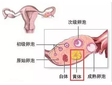重慶送子鳥(niǎo)醫(yī)院