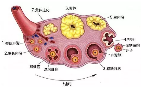 重慶送子鳥(niǎo)醫(yī)院