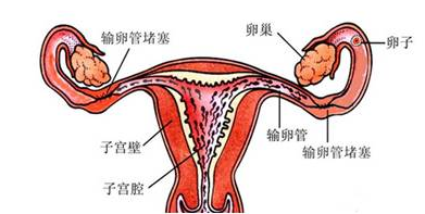 重慶送子鳥醫院