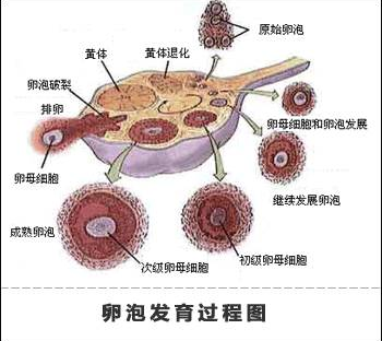 重慶送子鳥醫院