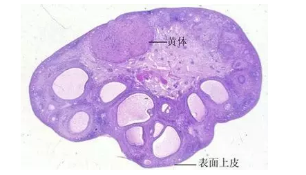 重慶送子鳥醫院