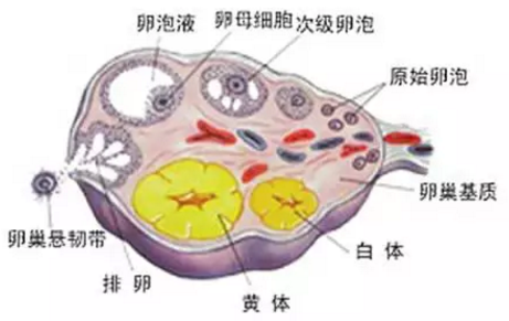 重慶送子鳥醫院